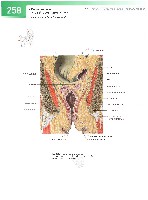Sobotta  Atlas of Human Anatomy  Trunk, Viscera,Lower Limb Volume2 2006, page 265